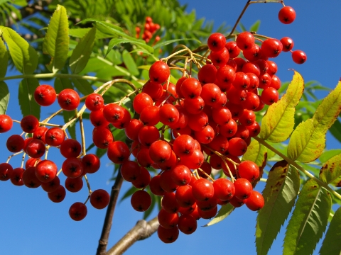 Jarząb (Sorbus x) 